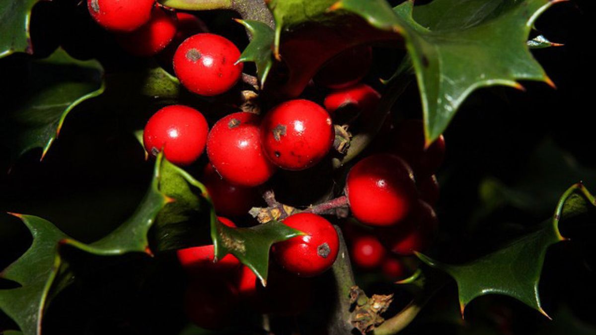 origen de la tradición del muérdago en navidad