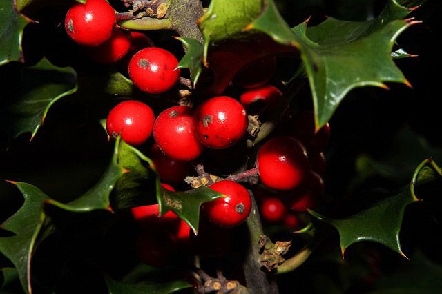 origen de la tradición del muérdago en navidad
