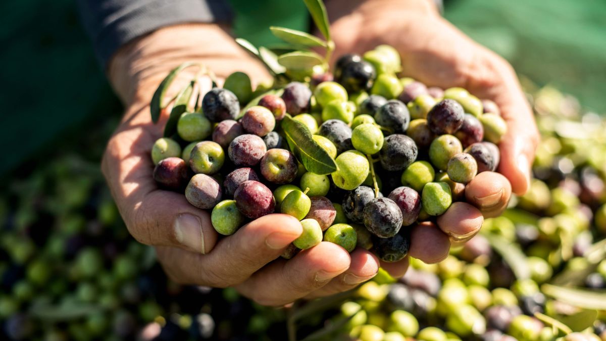 propiedades de las aceitunas